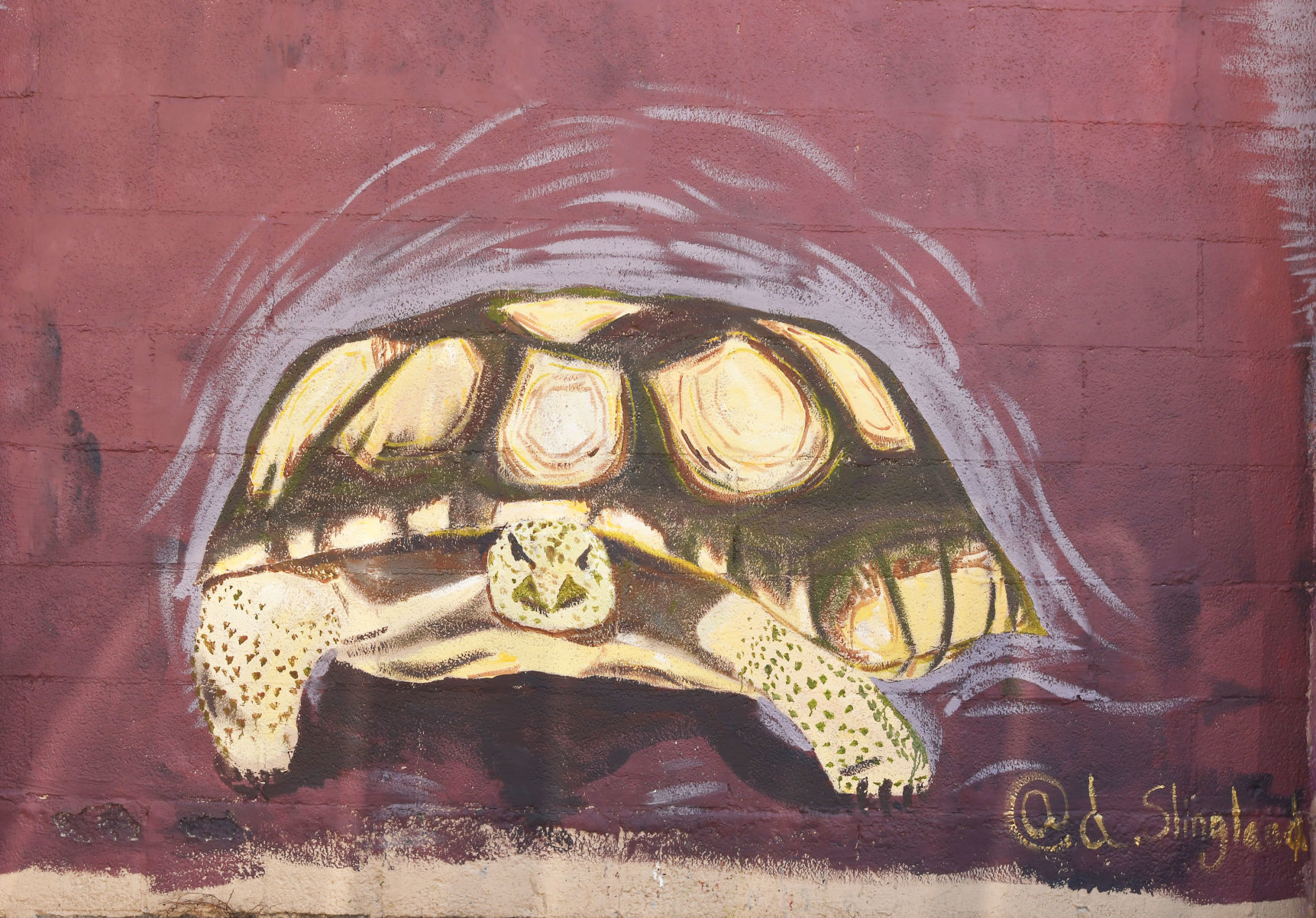 Purple Turtle